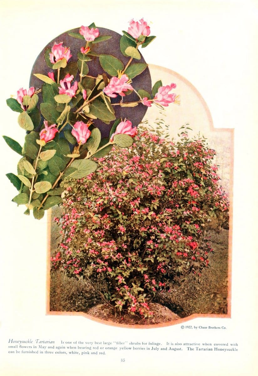Chase fruit and flowers in natural colorsRochester, N.Y.,Chase brothers company[c1922] | Vintage Print Reproduction 450391