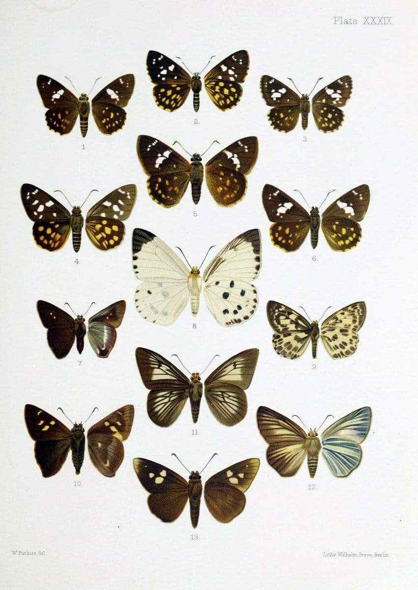 Butterflies from China, Japan, and Corea. London,R.H. Porter,1892-94.  | Butterflies China Japan Korea  | Vintage Print Reproduction 450393