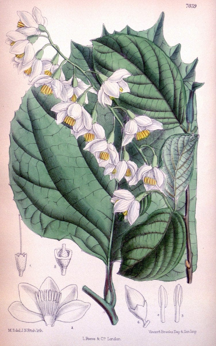 Curtis's botanical magazine. London ; New York [etc.] :Academic Press [etc.]. | "Botanical illustration" Botany Periodicals "Pictorial works" "Plants, Ornamental"  | Vintage Print Reproduction 450399