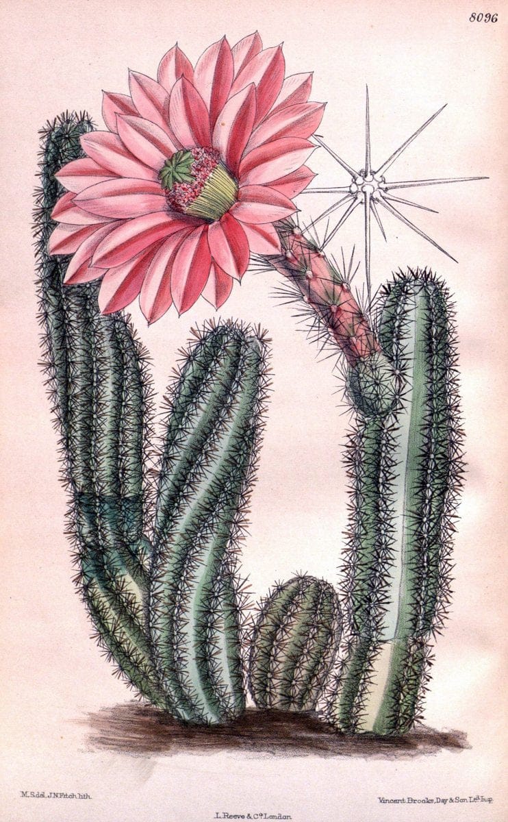 Curtis's botanical magazine. London ; New York [etc.] :Academic Press [etc.]. | "Botanical illustration" Botany Periodicals "Pictorial works" "Plants, Ornamental"  | Vintage Print Reproduction 450400