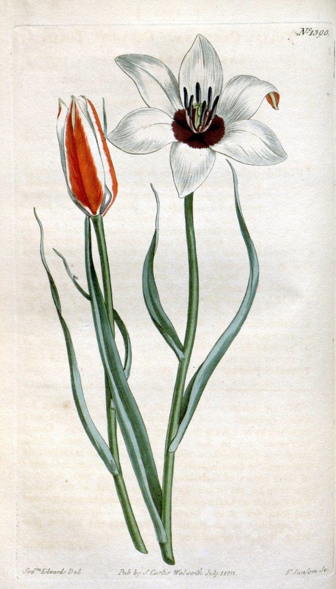 Curtis's botanical magazine. London ; New York [etc.] :Academic Press [etc.]. | "Botanical illustration" Botany Periodicals "Pictorial works" "Plants, Ornamental"  | Vintage Print Reproduction 450401
