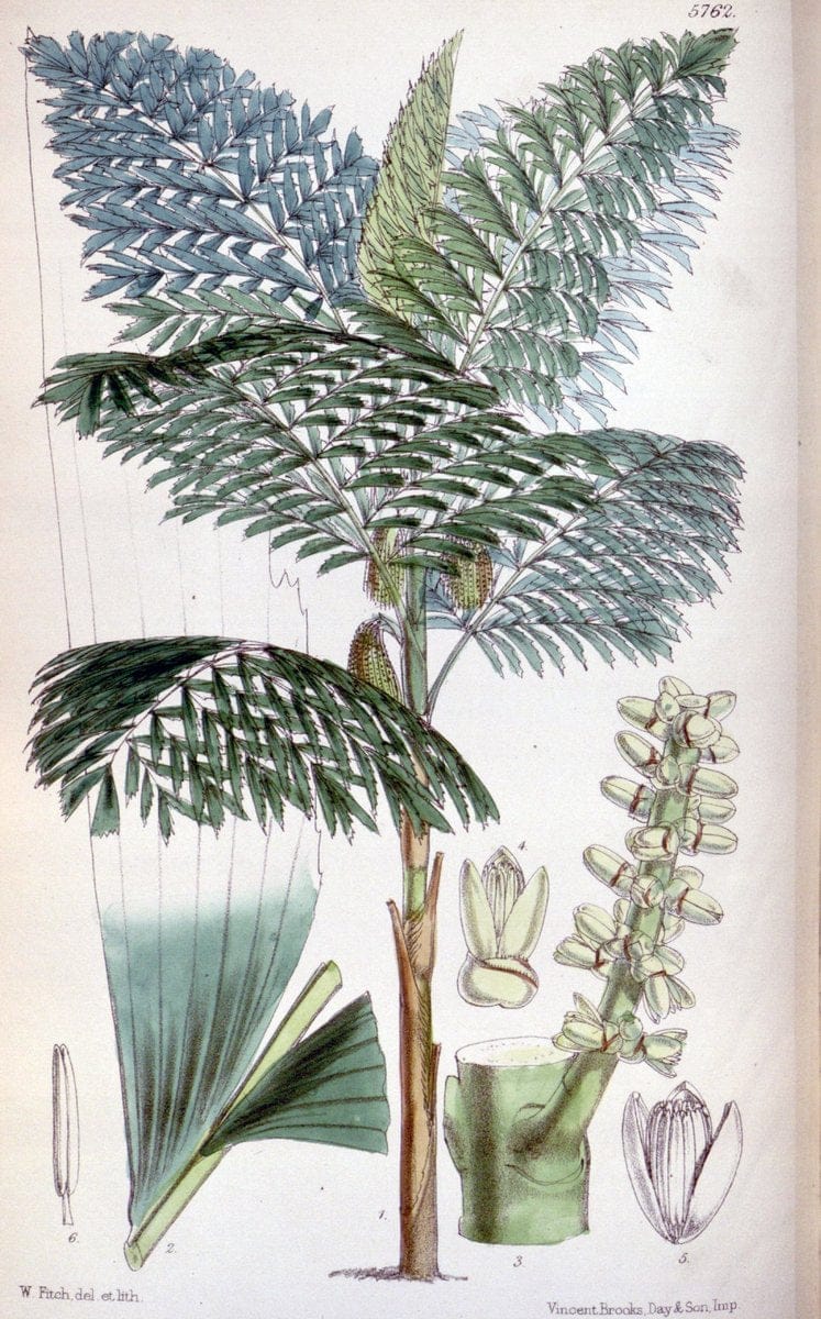 Curtis's botanical magazine. London ; New York [etc.] :Academic Press [etc.]. | "Botanical illustration" Botany Periodicals "Pictorial works" "Plants, Ornamental"  | Vintage Print Reproduction 450402