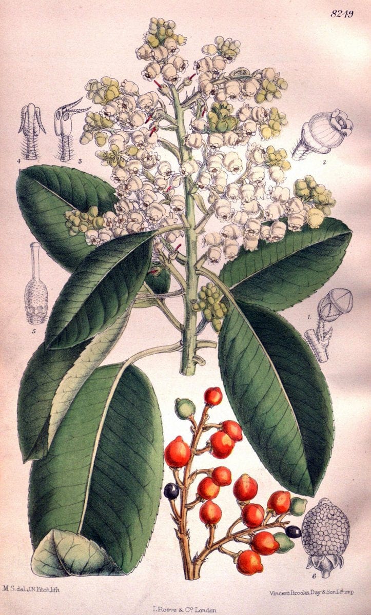 Curtis's botanical magazine. London ; New York [etc.] :Academic Press [etc.]. | "Botanical illustration" Botany Periodicals "Pictorial works" "Plants, Ornamental"  | Vintage Print Reproduction 450404