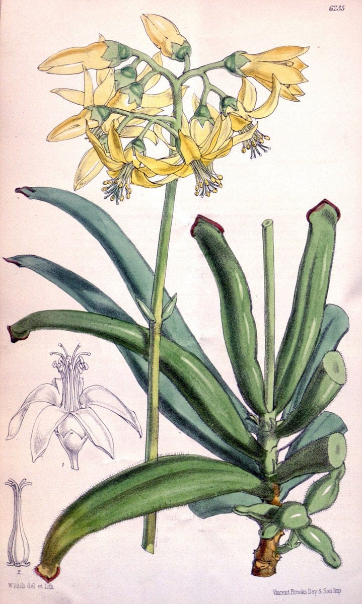 Curtis's botanical magazine. London ; New York [etc.] :Academic Press [etc.]. | "Botanical illustration" Botany Periodicals "Pictorial works" "Plants, Ornamental"  | Vintage Print Reproduction 450407