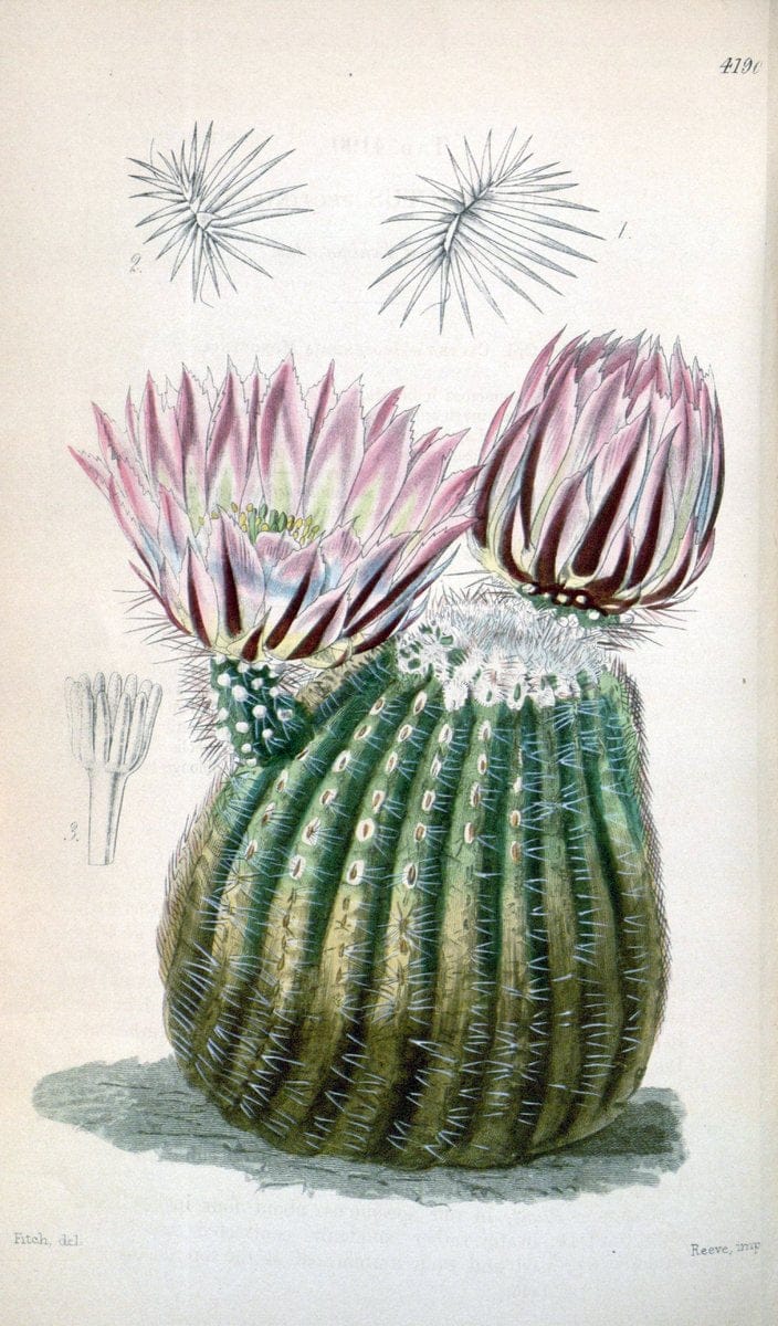 Curtis's botanical magazine. London ; New York [etc.] :Academic Press [etc.]. | "Botanical illustration" Botany Periodicals "Pictorial works" "Plants, Ornamental"  | Vintage Print Reproduction 450411