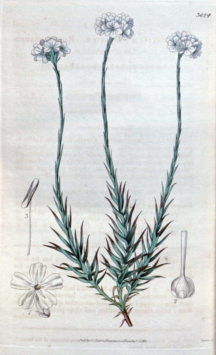 Curtis's botanical magazine. London ; New York [etc.] :Academic Press [etc.]. | "Botanical illustration" Botany Periodicals "Pictorial works" "Plants, Ornamental"  | Vintage Print Reproduction 450412