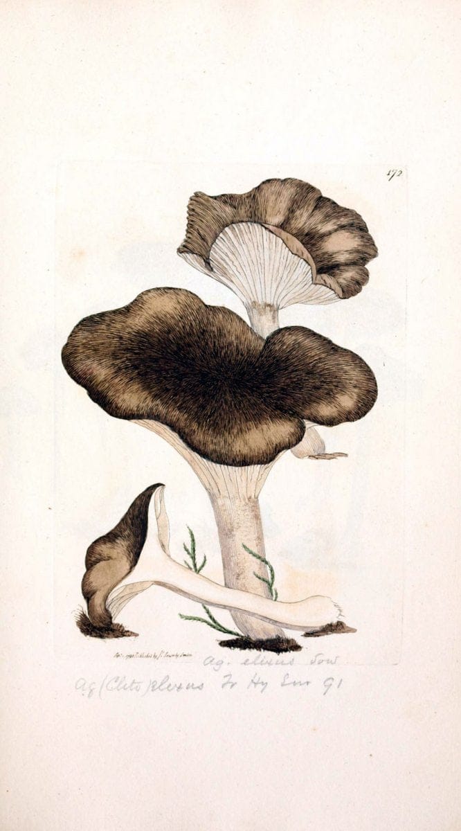 Coloured figures of English fungi or mushrooms. London,Printed by J. Davis,1797-[1809]. | England Mushrooms  | Vintage Print Reproduction 450416