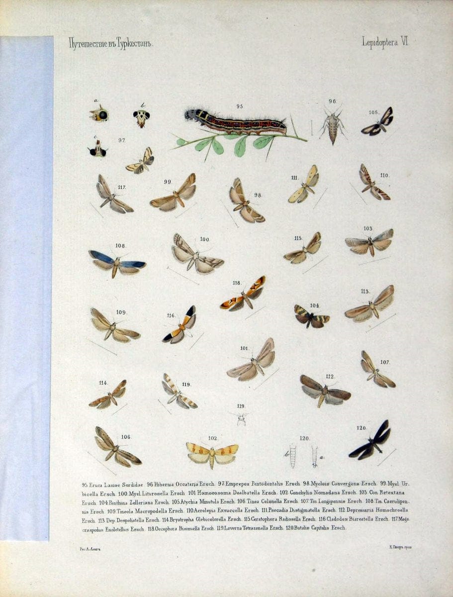 Coloured figures of the birds of the British Islands. v.1London :R. H. Porter,1885-1897. | Vintage Print Reproduction 450417