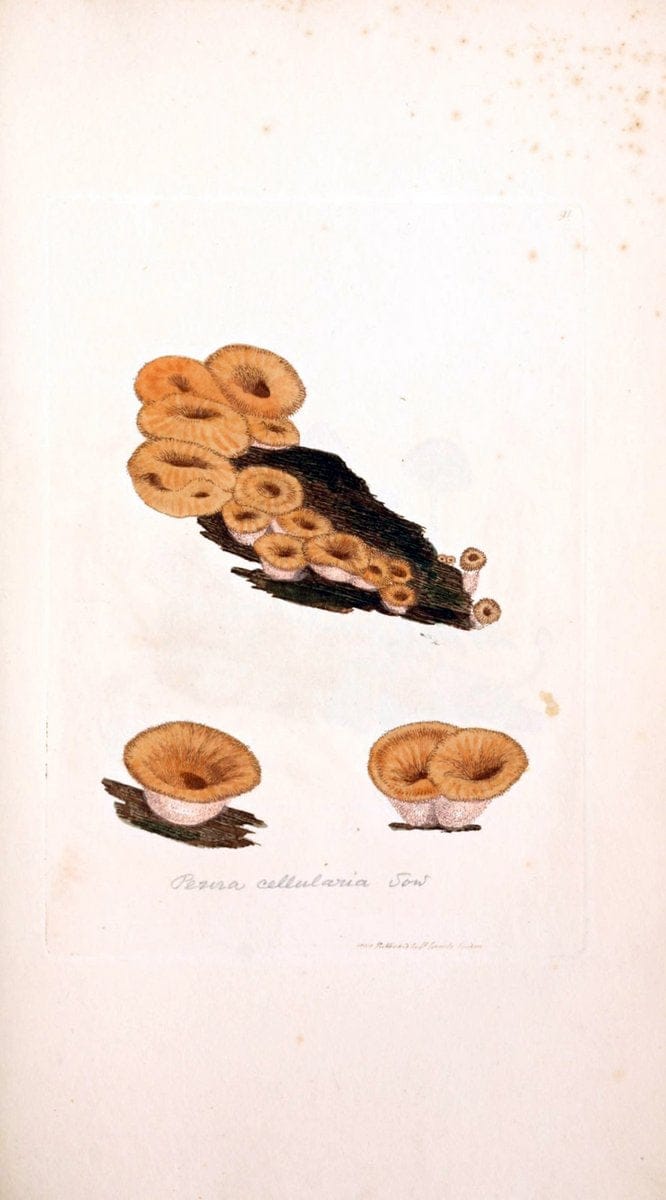 Coloured figures of English fungi or mushrooms. London,Printed by J. Davis,1797-[1809]. | England Mushrooms  | Vintage Print Reproduction 450418