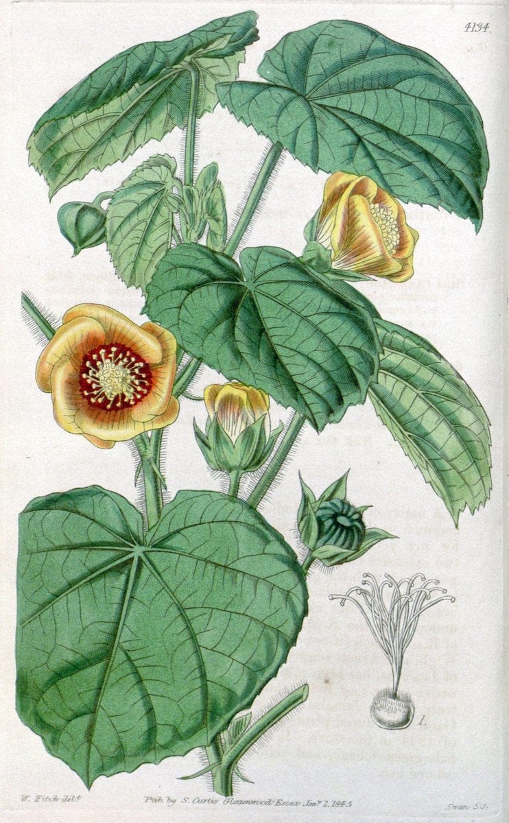 Curtis's botanical magazine. London ; New York [etc.] :Academic Press [etc.]. | "Botanical illustration" Botany Periodicals "Pictorial works" "Plants, Ornamental"  | Vintage Print Reproduction 450422