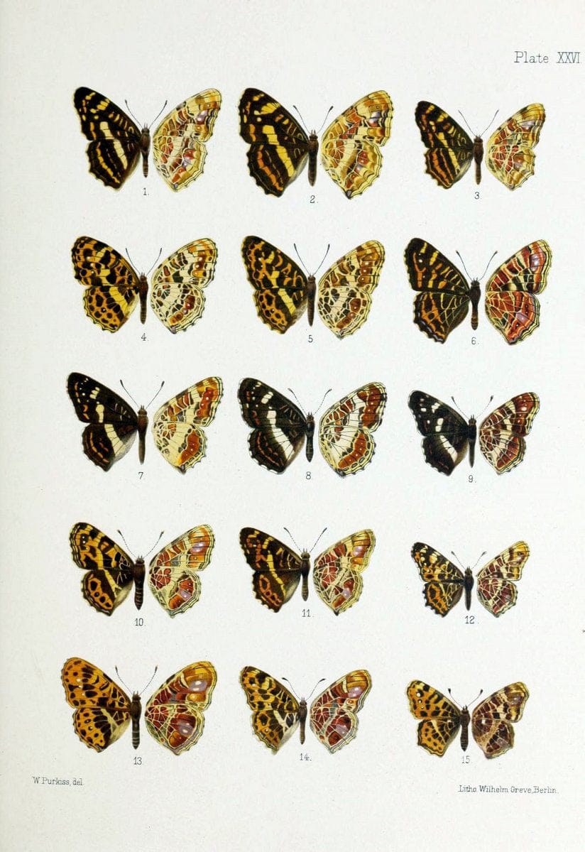 Butterflies from China, Japan, and Corea. London,R.H. Porter,1892-94.  | Butterflies China Japan Korea  | Vintage Print Reproduction 450423