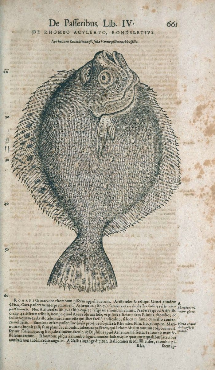 Conradi Gesneri medici Tigurini Historiae animalium liber IV :.Francofurti :In Bibliopolio Andreae Cambieri,anno MDCIIII [1604]. |  | Vintage Print Reproduction 450427