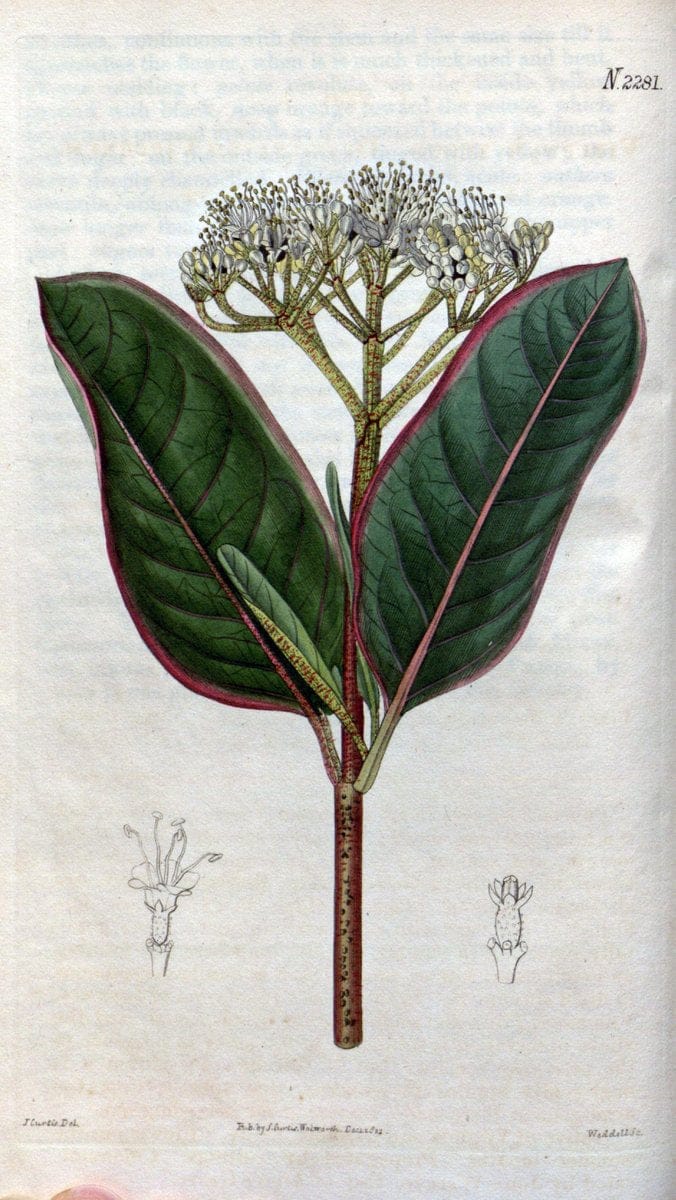 Curtis's botanical magazine. London ; New York [etc.] :Academic Press [etc.]. | "Botanical illustration" Botany Periodicals "Pictorial works" "Plants, Ornamental"  | Vintage Print Reproduction 450429