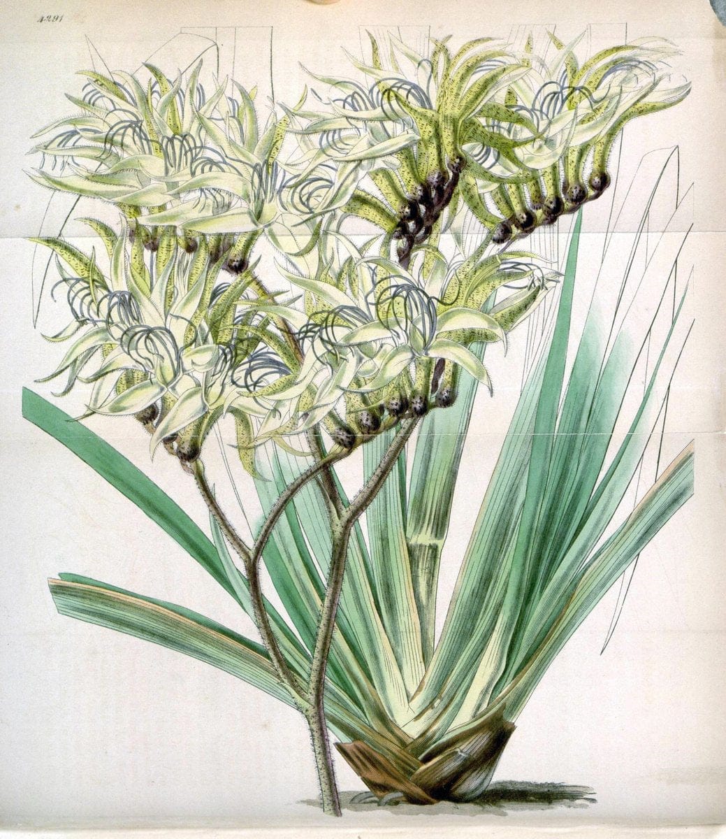 Curtis's botanical magazine. London ; New York [etc.] :Academic Press [etc.]. | "Botanical illustration" Botany Periodicals "Pictorial works" "Plants, Ornamental"  | Vintage Print Reproduction 450433