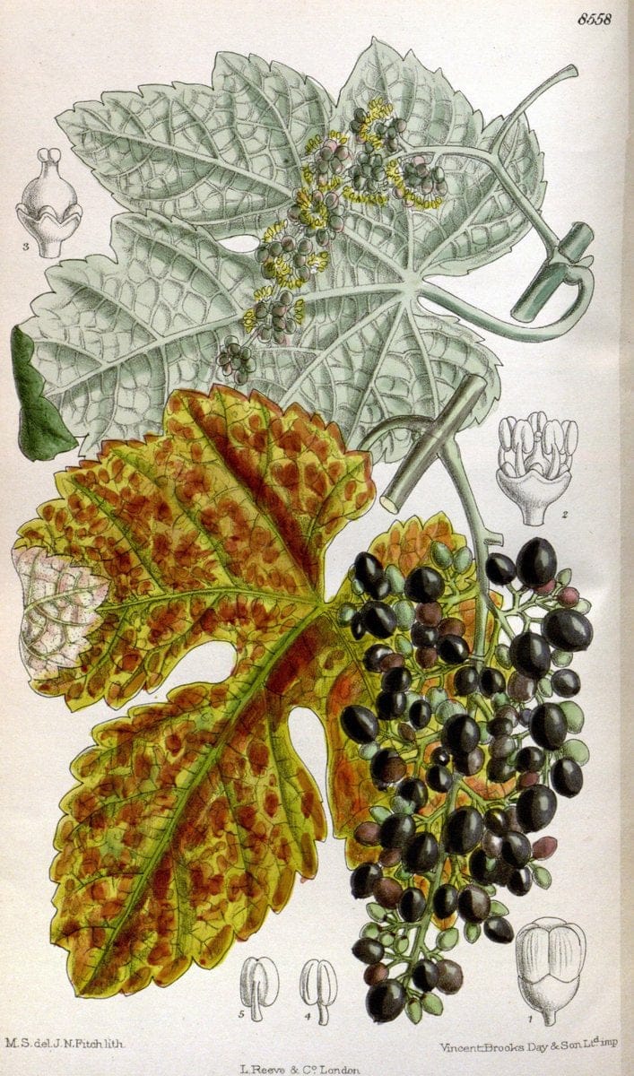 Curtis's botanical magazine. London ; New York [etc.] :Academic Press [etc.]. | "Botanical illustration" Botany Periodicals "Pictorial works" "Plants, Ornamental"  | Vintage Print Reproduction 450435