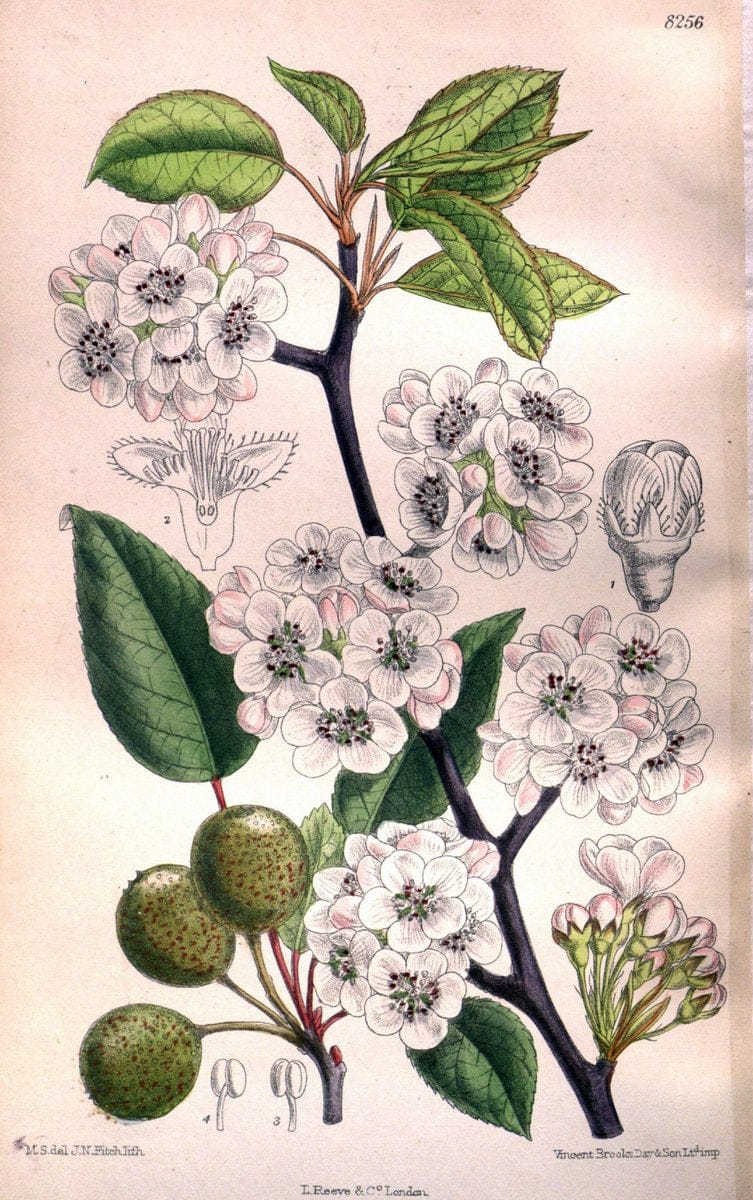 Curtis's botanical magazine. London ; New York [etc.] :Academic Press [etc.]. | "Botanical illustration" Botany Periodicals "Pictorial works" "Plants, Ornamental"  | Vintage Print Reproduction 450436