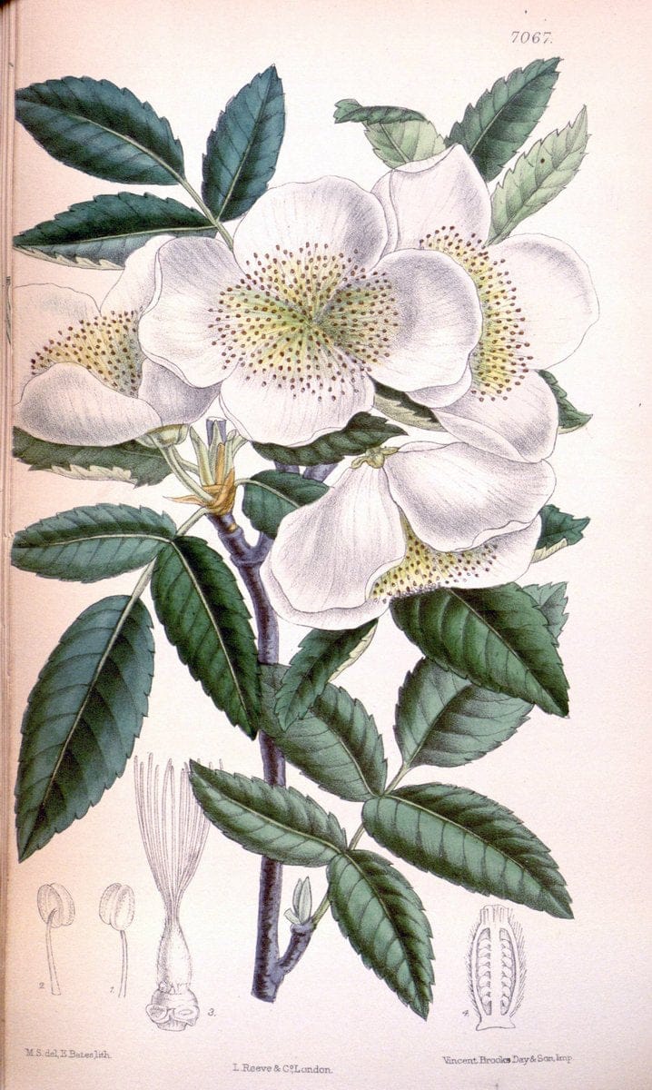 Curtis's botanical magazine. London ; New York [etc.] :Academic Press [etc.]. | "Botanical illustration" Botany Periodicals "Pictorial works" "Plants, Ornamental"  | Vintage Print Reproduction 450438