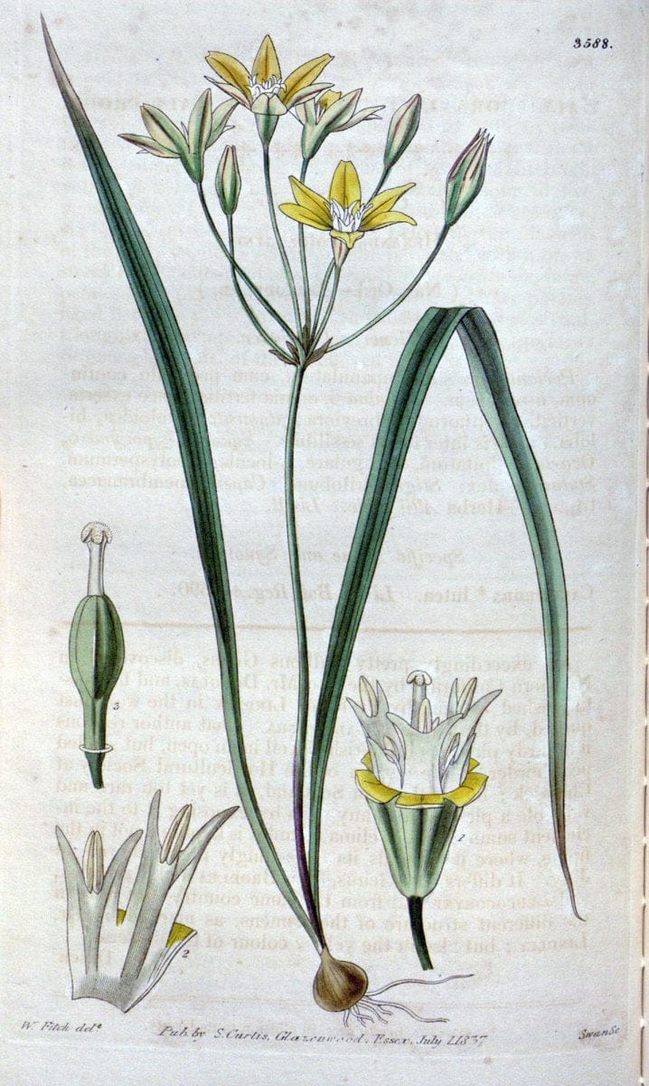 Curtis's botanical magazine. London ; New York [etc.] :Academic Press [etc.]. | "Botanical illustration" Botany Periodicals "Pictorial works" "Plants, Ornamental"  | Vintage Print Reproduction 450441