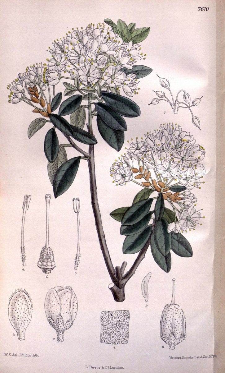 Curtis's botanical magazine. London ; New York [etc.] :Academic Press [etc.]. | "Botanical illustration" Botany Periodicals "Pictorial works" "Plants, Ornamental"  | Vintage Print Reproduction 450442