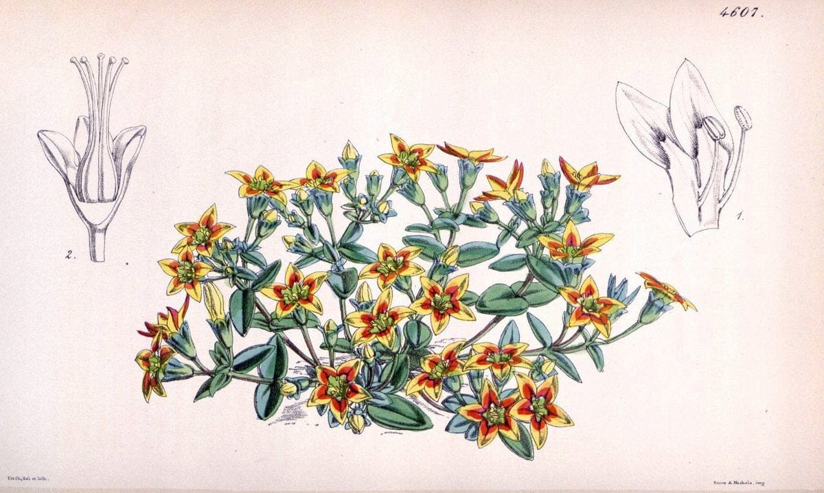Curtis's botanical magazine. London ; New York [etc.] :Academic Press [etc.]. | "Botanical illustration" Botany Periodicals "Pictorial works" "Plants, Ornamental"  | Vintage Print Reproduction 450444
