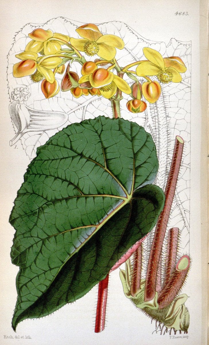 Curtis's botanical magazine. London ; New York [etc.] :Academic Press [etc.]. | "Botanical illustration" Botany Periodicals "Pictorial works" "Plants, Ornamental"  | Vintage Print Reproduction 450446