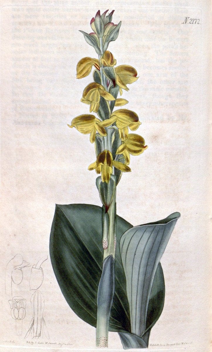 Curtis's botanical magazine. London ; New York [etc.] :Academic Press [etc.]. | "Botanical illustration" Botany Periodicals "Pictorial works" "Plants, Ornamental"  | Vintage Print Reproduction 450447