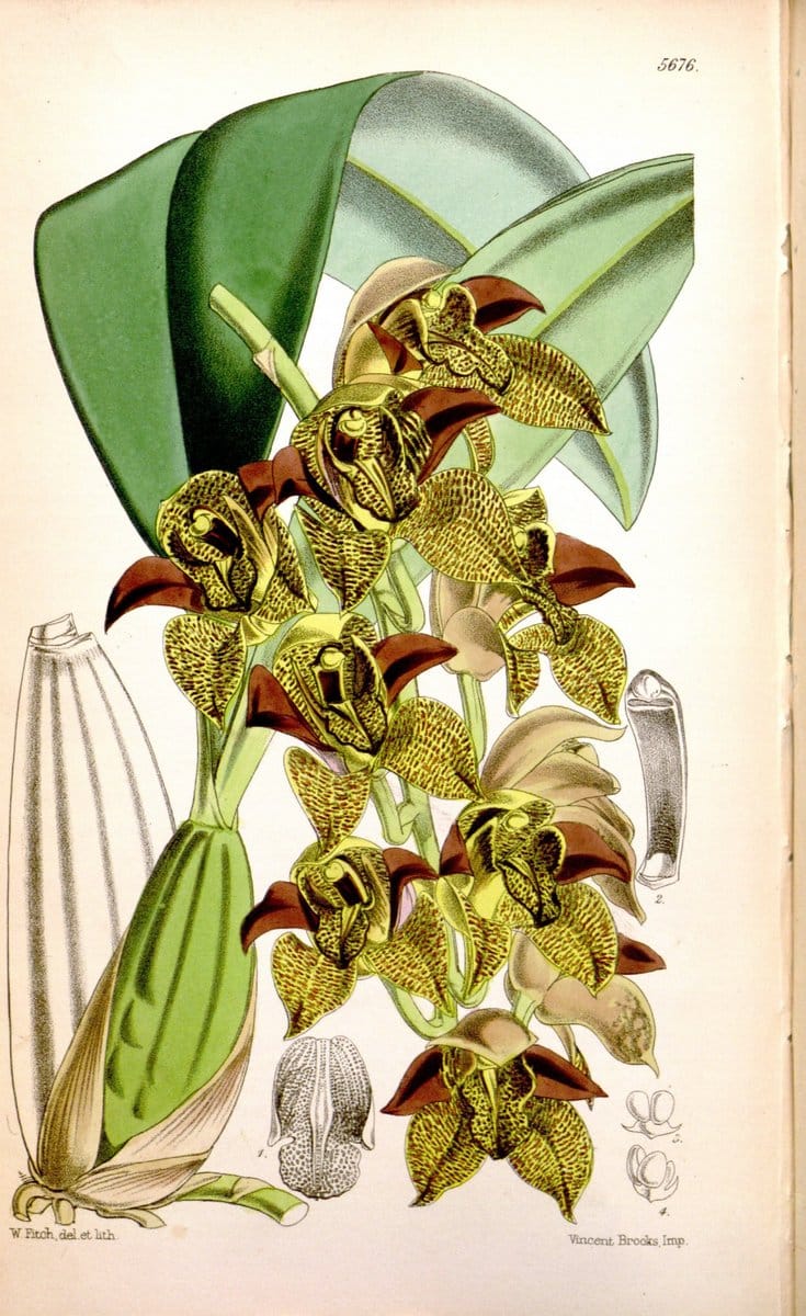 Curtis's botanical magazine. London ; New York [etc.] :Academic Press [etc.]. | "Botanical illustration" Botany Periodicals "Pictorial works" "Plants, Ornamental"  | Vintage Print Reproduction 450451