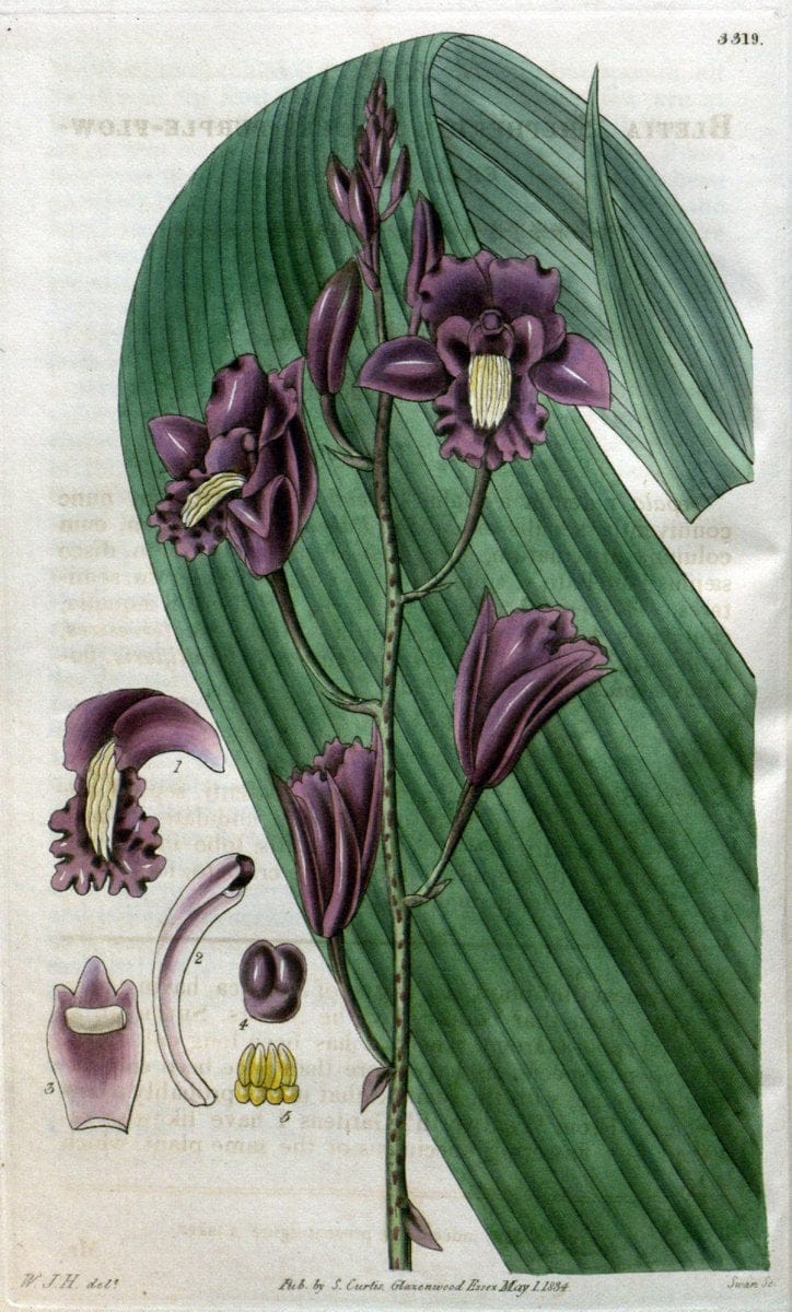 Curtis's botanical magazine..London ;New York [etc.] :Academic Press [etc.]. |  | Vintage Print Reproduction 450453