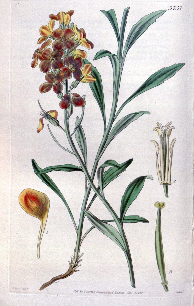 Curtis's botanical magazine..London ;New York [etc.] :Academic Press [etc.]. |  | Vintage Print Reproduction 450454