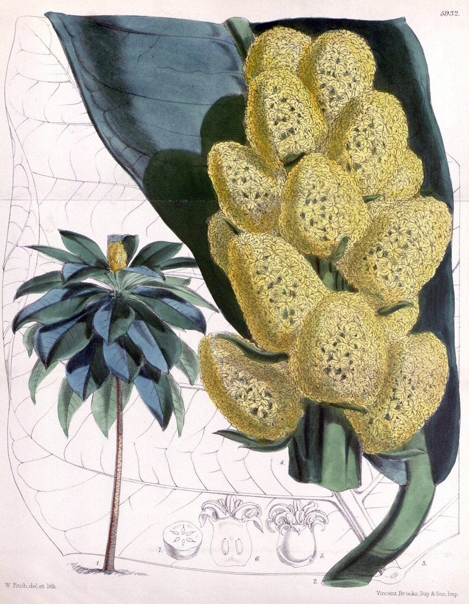 Curtis's botanical magazine. London ;New York [etc.] :Academic Press [etc.]. | Botany Periodicals "Pictorial works"  | Vintage Print Reproduction 450457