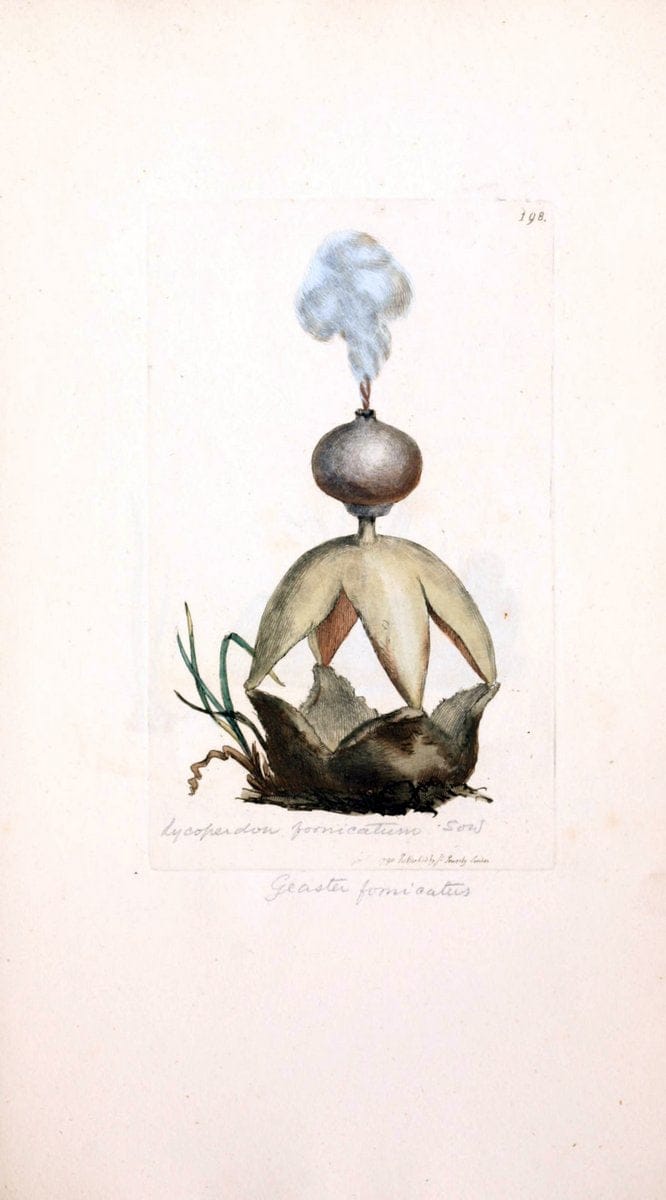 Coloured figures of English fungi or mushrooms. London,Printed by J. Davis,1797-[1809]. | England Mushrooms  | Vintage Print Reproduction 450462