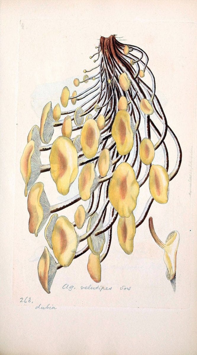 Coloured figures of English fungi or mushrooms. London,Printed by J. Davis,1797-[1809]. | England Mushrooms  | Vintage Print Reproduction 450464