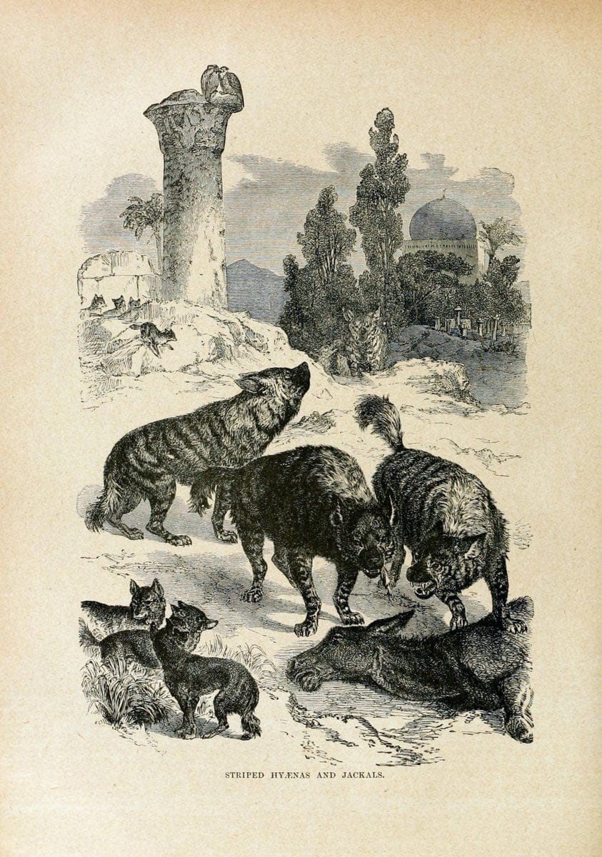 Cassell's natural history. London [etc]Cassell & Company, Limited,1896.  | "Animal behavior" Animals Nomenclature  | Vintage Print Reproduction 450468