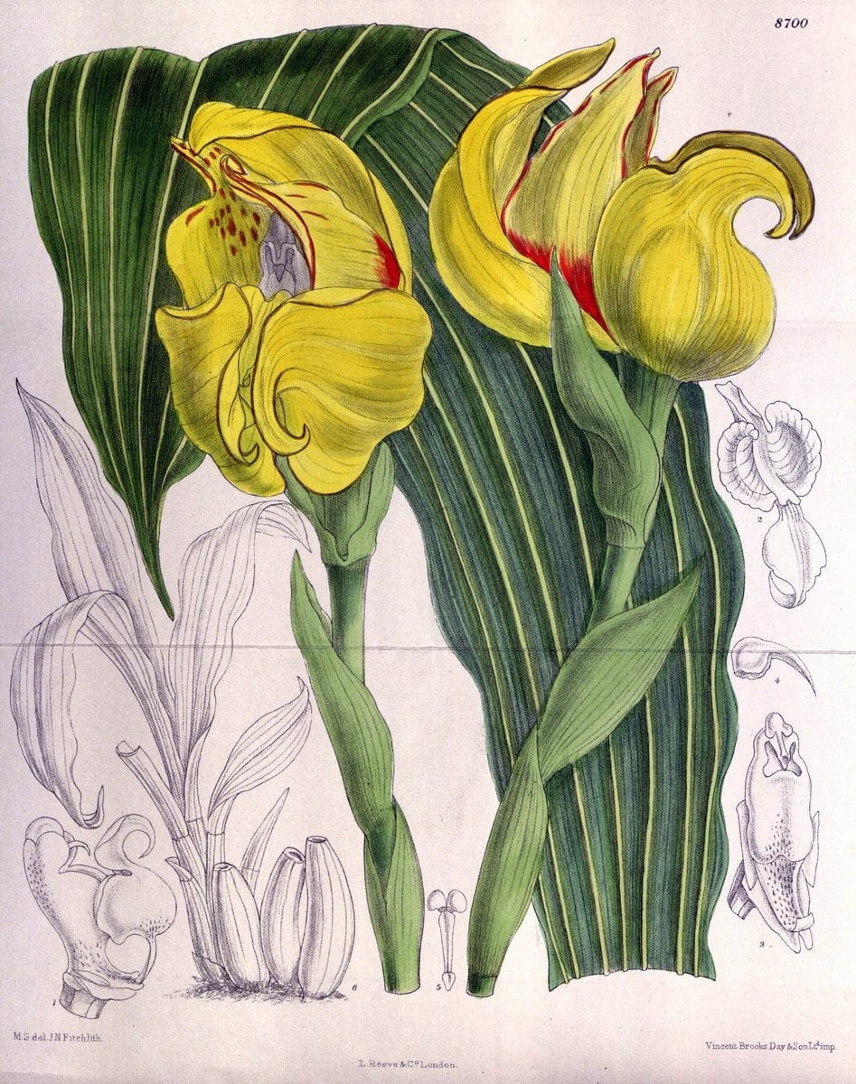 Curtis's botanical magazine. London ; New York [etc.] :Academic Press [etc.]. | "Botanical illustration" Botany Periodicals "Pictorial works" "Plants, Ornamental"  | Vintage Print Reproduction 450471