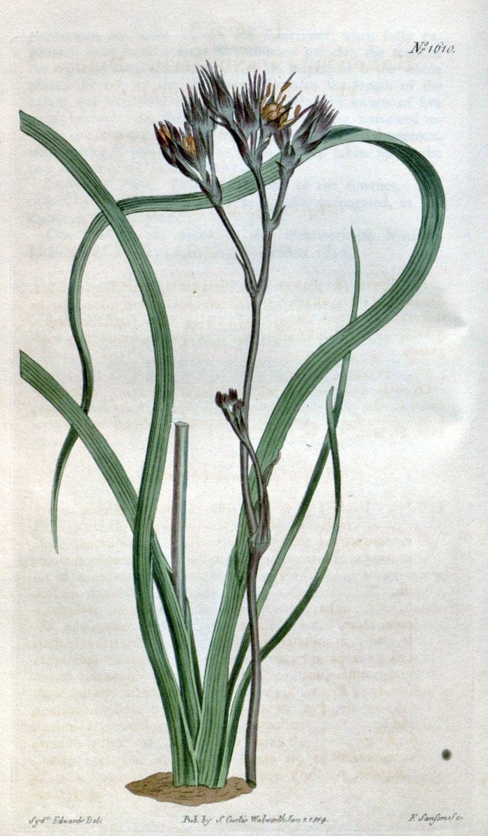Curtis's botanical magazine. London ; New York [etc.] :Academic Press [etc.]. | "Botanical illustration" Botany Periodicals "Pictorial works" "Plants, Ornamental"  | Vintage Print Reproduction 450472