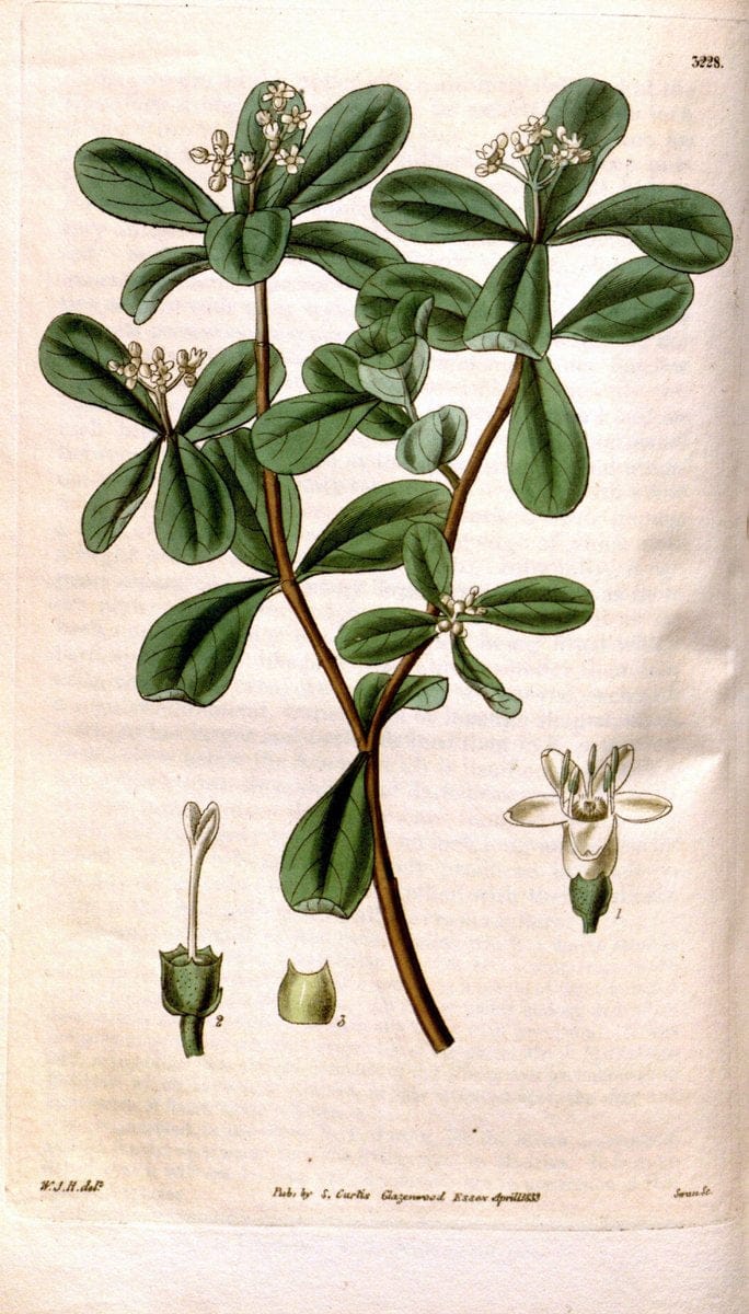 Curtis's botanical magazine. London ; New York [etc.] :Academic Press [etc.]. | "Botanical illustration" Botany Periodicals "Pictorial works" "Plants, Ornamental"  | Vintage Print Reproduction 450475