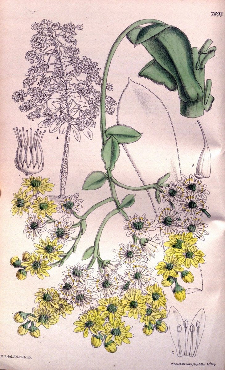 Curtis's botanical magazine. London ; New York [etc.] :Academic Press [etc.]. | "Botanical illustration" Botany Periodicals "Pictorial works" "Plants, Ornamental"  | Vintage Print Reproduction 450478