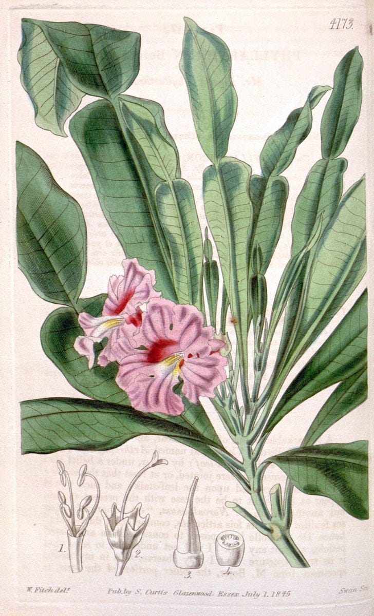Curtis's botanical magazine. London ; New York [etc.] :Academic Press [etc.]. | "Botanical illustration" Botany Periodicals "Pictorial works" "Plants, Ornamental"  | Vintage Print Reproduction 450480