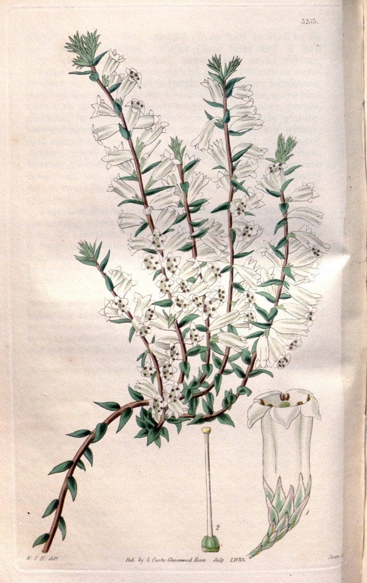 Curtis's botanical magazine. London ; New York [etc.] :Academic Press [etc.]. | "Botanical illustration" Botany Periodicals "Pictorial works" "Plants, Ornamental"  | Vintage Print Reproduction 450482