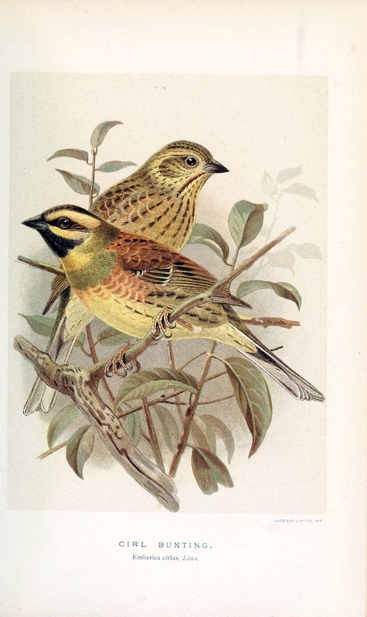 Coloured figures of the birds of the British Islands / issued by Lord Lilford. London :R | 59.82(42) Birds "Great Britain" "Pictorial works"  | Vintage Print Reproduction 450491