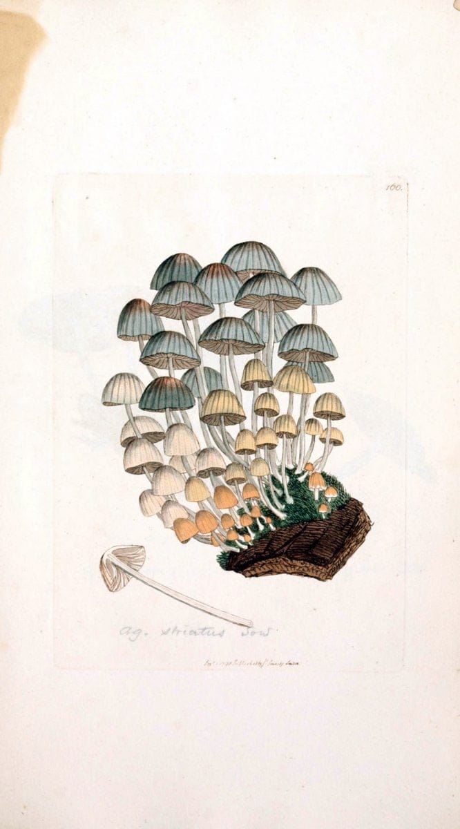 Coloured figures of English fungi or mushrooms. London,Printed by J. Davis,1797-[1809]. | England Mushrooms  | Vintage Print Reproduction 450493