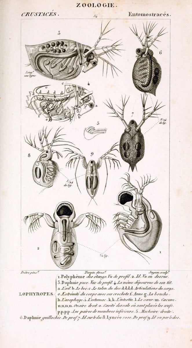 ConsidÃ©rations gÃ©nÃ©rales sur la classe des crustacÃ©s :.Paris :F.G. Levrault,1825.  | Crustacea France Zoology  | Vintage Print Reproduction 450496