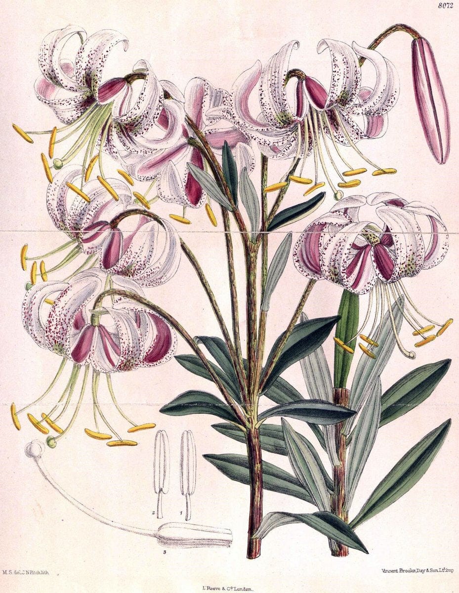 Curtis's botanical magazine. London ; New York [etc.] :Academic Press [etc.]. | "Botanical illustration" Botany Periodicals "Pictorial works" "Plants, Ornamental"  | Vintage Print Reproduction 450498