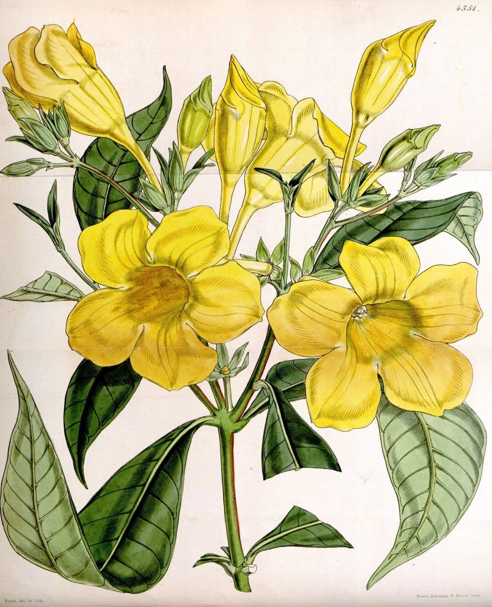 Curtis's botanical magazine. London ; New York [etc.] :Academic Press [etc.]. | "Botanical illustration" Botany Periodicals "Pictorial works" "Plants, Ornamental"  | Vintage Print Reproduction 450500