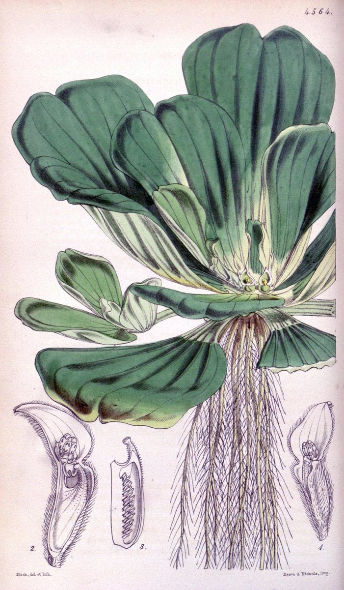 Curtis's botanical magazine. London ; New York [etc.] :Academic Press [etc.]. | "Botanical illustration" Botany Periodicals "Pictorial works" "Plants, Ornamental"  | Vintage Print Reproduction 450502
