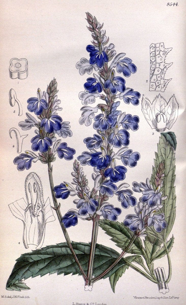 Dragable Image