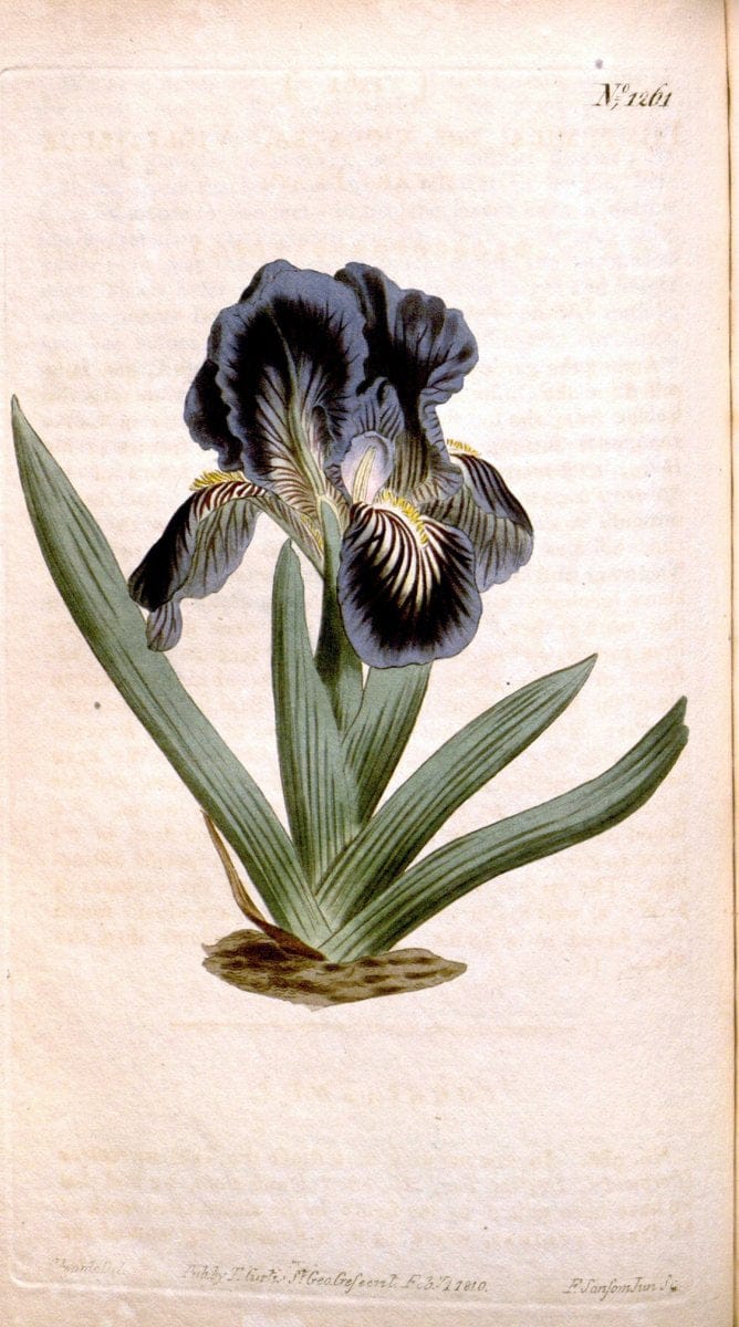 Curtis's botanical magazine. London ; New York [etc.] :Academic Press [etc.]. | "Botanical illustration" Botany Periodicals "Pictorial works" "Plants, Ornamental"  | Vintage Print Reproduction 450505