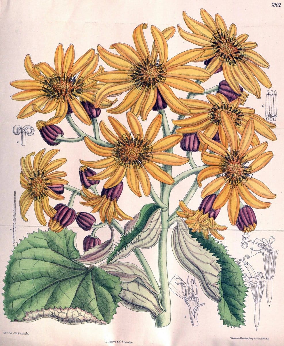 Curtis's botanical magazine. London ; New York [etc.] :Academic Press [etc.]. | "Botanical illustration" Botany Periodicals "Pictorial works" "Plants, Ornamental"  | Vintage Print Reproduction 450511