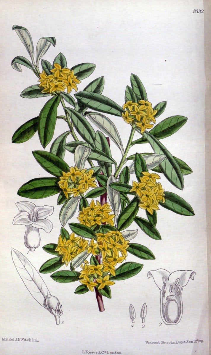 Curtis's botanical magazine. London ; New York [etc.] :Academic Press [etc.]. | "Botanical illustration" Botany Periodicals "Pictorial works" "Plants, Ornamental"  | Vintage Print Reproduction 450513