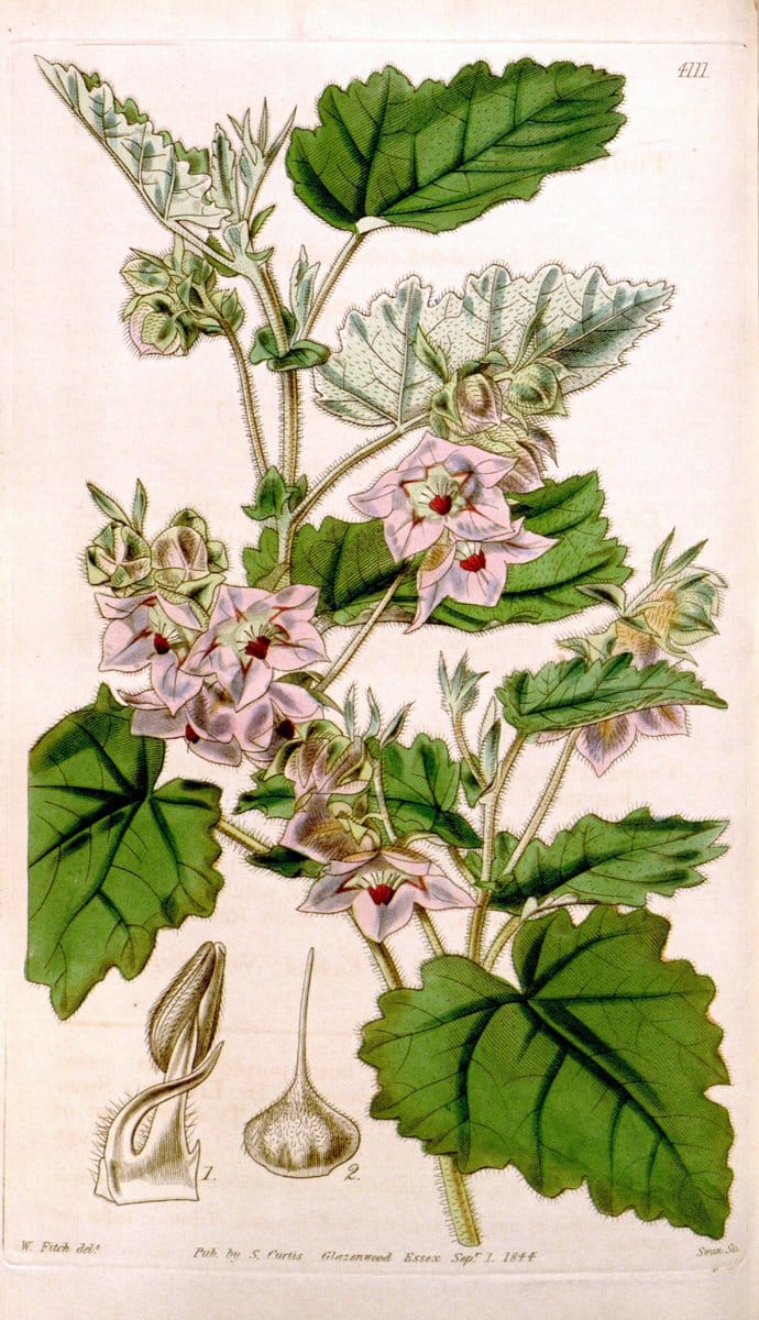Curtis's botanical magazine. London ; New York [etc.] :Academic Press [etc.]. | "Botanical illustration" Botany Periodicals "Pictorial works" "Plants, Ornamental"  | Vintage Print Reproduction 450519